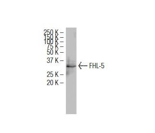 FHL-5 Antibody (F-26) - Western Blotting - Image 34411 