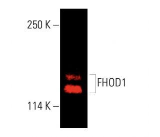 FHOD1 Antibody (D-6) - Western Blotting - Image 403875The Double Nickase Plasmid features a U6 promoter for sgRNA expression, a 20 nt targeting sequence, and a gRNA scaffold to guide Cas9n. It includes a CBh promoter for Cas9n (D10A) and puromycin resistance, GFP for transfection verification, and nuclear localization signals (NLS). The 2A peptide allows co-expression of Cas9n and Puro from a single promoter, enabling precise genome editing with reduced off-target effects.