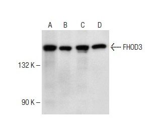 FHOD3 Antibody (G-5): sc-374601