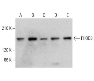 FHOD3 Antibody (G-5) - Western Blotting - Image 376091Each CRISPR/Cas9 Knockout (KO) Plasmid product consists of a pool of 3 plasmids designed to ensure identification and cleavage of a specific gene for maximum knockout efficiency. Each plasmid encodes a unique 20 nt sequence derived from the GeCKO (v2) library. 