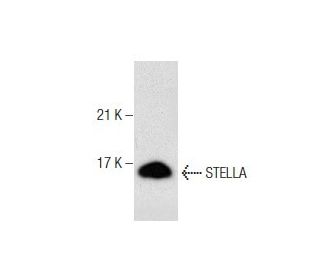 STELLA Antibody (D-5) - Western Blotting - Image 159905 