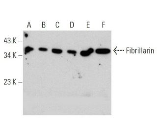 Fibrillarin Antibody (B-1) - Western Blotting - Image 359428 