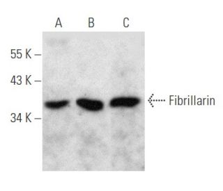Fibrillarin Antibody (F-6) - Western Blotting - Image 354764 