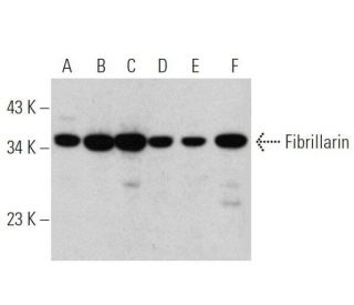 western blotting image from recommended Fibrillarin (G-8) monoclonal antibody replacement. Image 356336