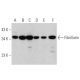western blotting image from recommended Fibrillarin (G-8) monoclonal antibody replacement. Image 356336