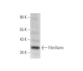 Fibrillarin Antibody (H-9) - Western Blotting - Image 316283