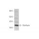 Fibrillarin Antibody (H-9) - Western Blotting - Image 316283