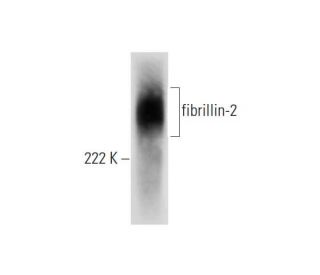 fibrillin-2 Antibody (H-10) - Western Blotting - Image 299439