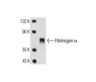 Fibrinogen &alpha; Antibody (1F7) - Western Blotting - Image 13509 