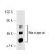 Fibrinogen α Antibody (1F7) - Western Blotting - Image 41022