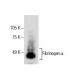 Fibrinogen α Antibody (A-6) - Western Blotting - Image 286124