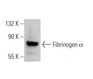 Fibrinogen &alpha; Antibody (A-6) - Western Blotting - Image 356330 
