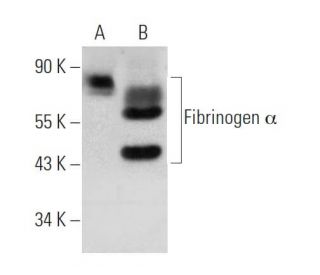 Fibrinogen &alpha; Antibody (C-7) - Western Blotting - Image 372281 