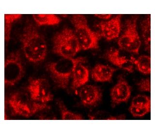 Fibrinogen &alpha; Antibody (UC45) - Immunofluorescence - Image 142909