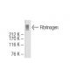 Fibrinogen Antibody (27C8) - Western Blotting - Image 64652