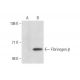 Fibrinogen β Antibody (C-1) - Western Blotting - Image 132069 