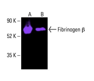 fibrinogen-beta-antibody-d-4- fibrinogen-beta-antibody-d-4-