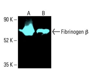 fibrinogen-beta-antibody-d-4-