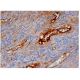 Fibrinogen γ Antibody (2.G2.H9) - Immunohistochemistry - Image 287089