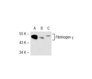Fibrinogen &gamma; Antibody (B-1) - Western Blotting - Image 44564 