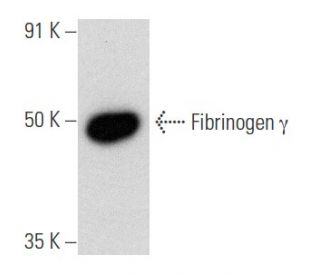 Fibrinogen &gamma; Antibody (G-10) - Western Blotting - Image 356592 