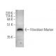 Fibroblast Marker Antibody (ER-TR7) - Western Blotting - Image 370761