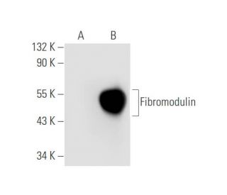 Fibromodulin Antibody (A-6) - Western Blotting - Image 80874 