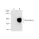 Fibromodulin Antibody (A-6) - Western Blotting - Image 80874 