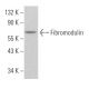 Fibromodulin Antibody (A-6) - Western Blotting - Image 362141