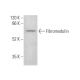 Fibromodulin Antibody (A-6) - Western Blotting - Image 375139 