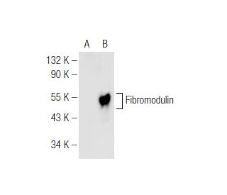 Fibromodulin Antibody (E-12) - Western Blotting - Image 81184