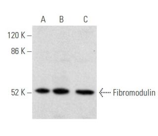 Fibromodulin Antibody (H-11) - Western Blotting - Image 355464
