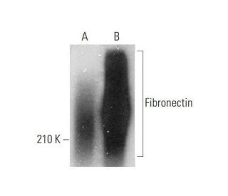 Fibronectin Antibody (2755-8)