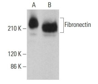 Fibronectin Antibody (2755-8) - Western Blotting - Image 378991 