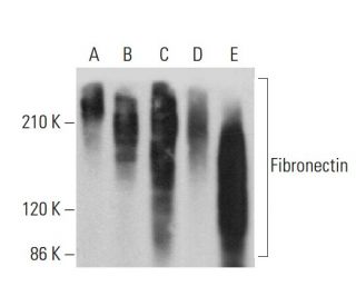 Fibronectin Antibody (568) - Western Blotting - Image 378489 