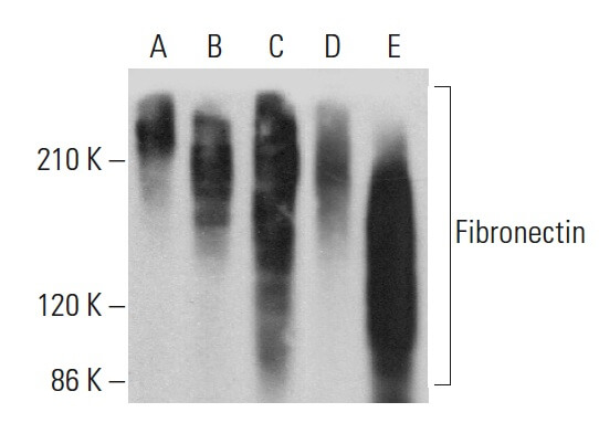 Fibronectin Antibody 568 SCBT Santa Cruz Biotechnology