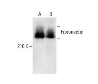 Fibronectin Antibody (616) - Western Blotting - Image 137882 