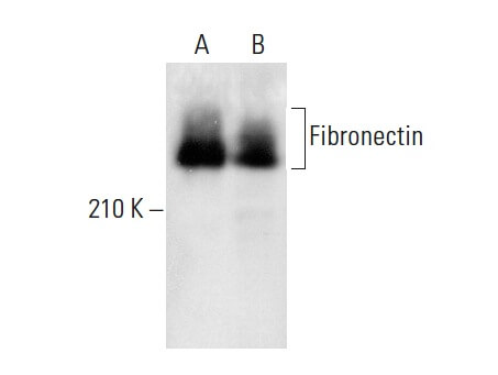 Fibronectin Antibody 616 SCBT Santa Cruz Biotechnology