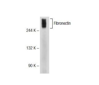 Fibronectin Antibody 617 SCBT Santa Cruz Biotechnology