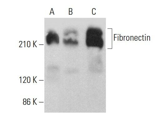 Fibronectin Antibody 617 SCBT Santa Cruz Biotechnology