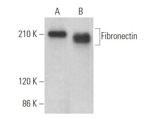 Anticorpo Fibronectin C6F10 SCBT Santa Cruz Biotechnology