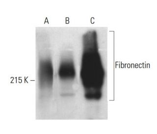 Fibronectin Antibody C6F10 SCBT Santa Cruz Biotechnology