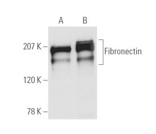 Fibronectin Antibody EP5 SCBT Santa Cruz Biotechnology