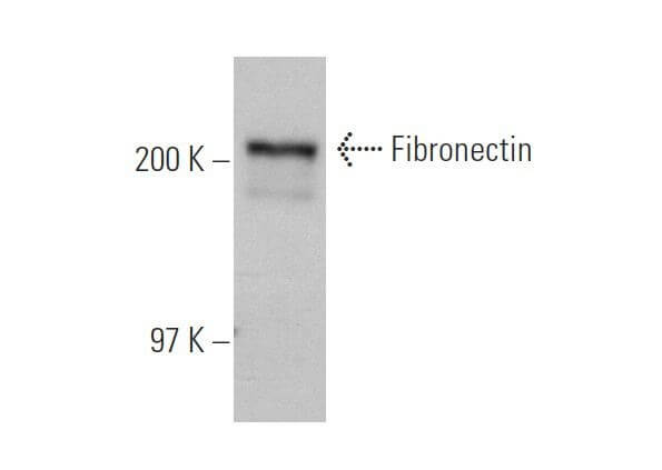 Anticorps Fibronectin EP5 SCBT Santa Cruz Biotechnology