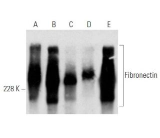 Fibronectin Antibody EP5 SCBT Santa Cruz Biotechnology