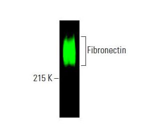 Fibronectin Antibody EP5 SCBT Santa Cruz Biotechnology