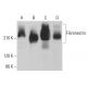 Fibronectin Antibody (Fn-3) - Western Blotting - Image 378967 