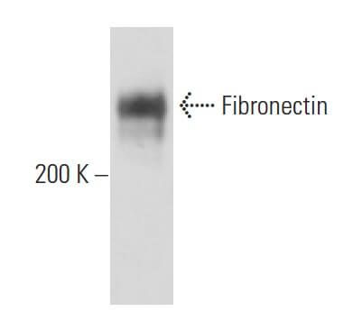 Fibronectin Antibody Fn 4 SCBT Santa Cruz Biotechnology