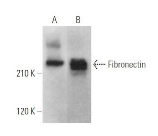 Fibronectin Antibody (IST-1) - Western Blotting - Image 375033 