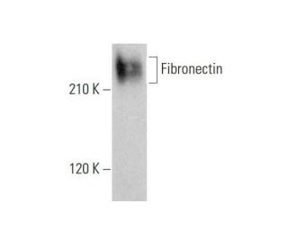 Fibronectin Antibody IST 9 SCBT Santa Cruz Biotechnology